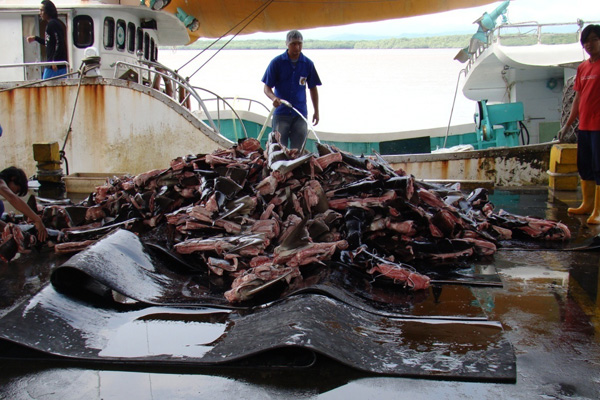 Purple-Notice-shark-finning-1