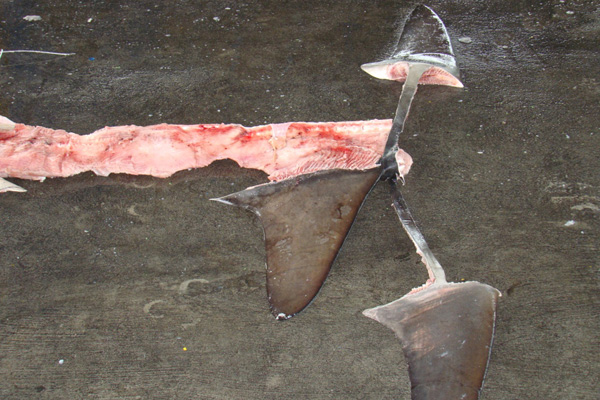 Purple-Notice-shark-finning-3