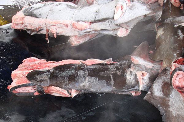 Purple-Notice-shark-finning-4