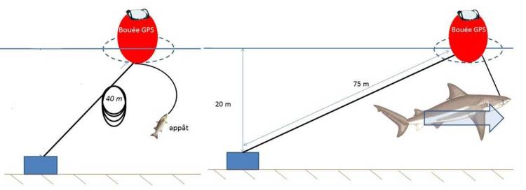 Drumlines "intelligentes"