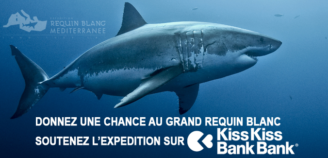 Visuel-requin-blanc-kiss-kiss-11