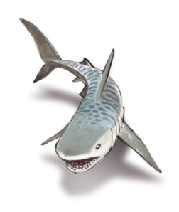 requin tigre