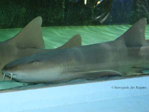 Requins en captivité