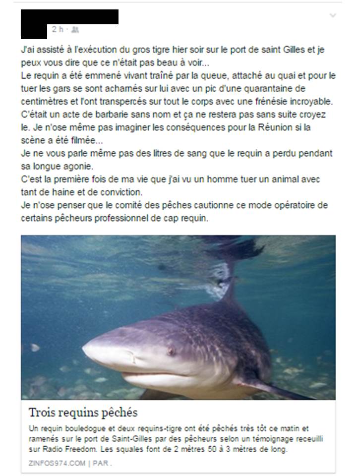 Témoignage de la mise à mort d'un requin Tigre