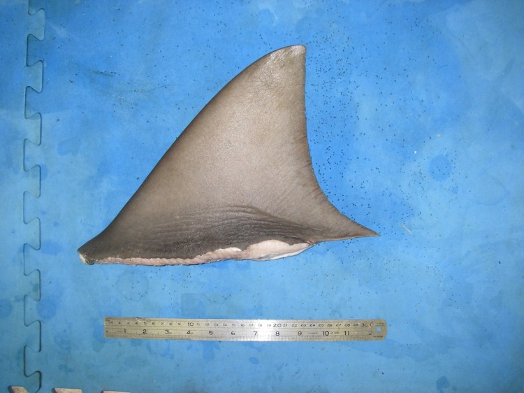 Carcharhinus leucas