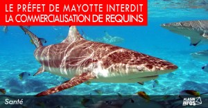 flash_infos_requin1