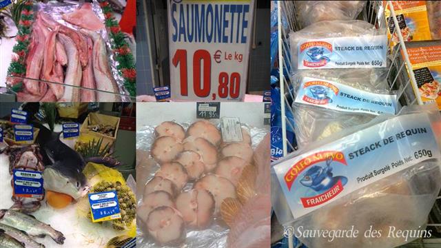 @Sauvegarde des requins