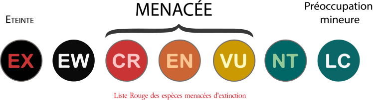 ©Sauvegarde des Requins